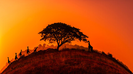 Amazing sunset and sunrise.Panorama silhouette tree on africa.Dark tree on open field dramatic sunrise.Circle image of view, beautiful sunset, education, art.