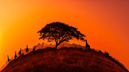 Fotobehang Amazing sunset and sunrise.Panorama silhouette tree on africa.Dark tree on open field dramatic sunrise.Circle image of view, beautiful sunset, education, art. © Mohwet
