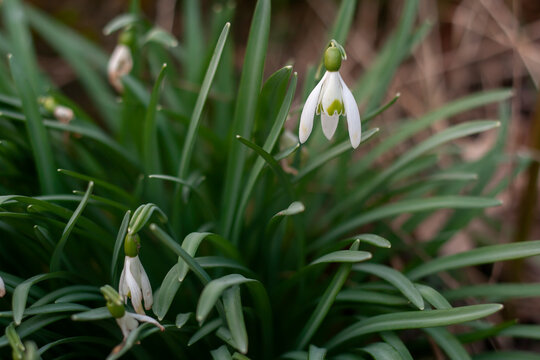 Snowdrop white flower
