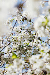 blooming tree