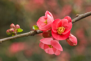 Naklejka na ściany i meble Closeup of beautiful, vibrant flowering quince in springtime 