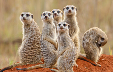 Meerkat, South Africa