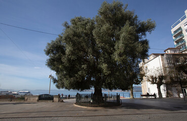 The Vigo olive tree is a tree of the Olea europaea species that is located on the Paseo de Afonso XII, in the center of the city of Vigo