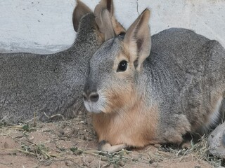 rabbit in the garden
