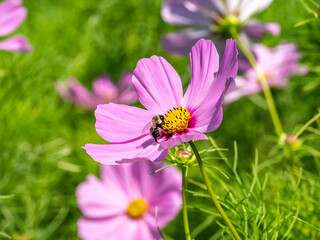 Obraz premium Close up of pink cosmos with a bumble bee.