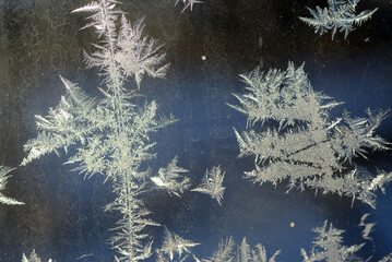 Natural frost floral pattern with abstract lines, stems, and snowflakes.