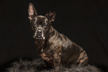 Rescue dog in studio