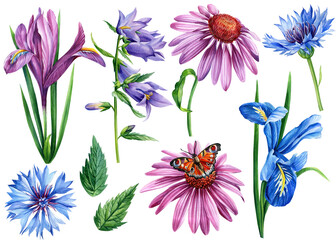 Flowers cornflowers, iris, bluebells, echinacea. Watercolor botanical illustration, set of floral elements 