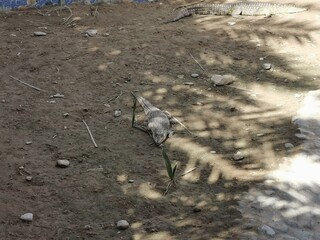 ants on the ground