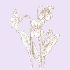 Flowering viola plant, vector illustration, hand drawn in gentle sketch style, pastel colors. Pansies. For logos, prints, icons, fabrics, etc.