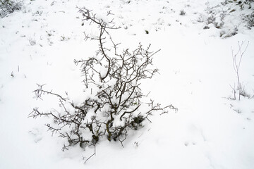 A Snow Covered Olive Thorny Bush