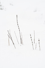 A Snow Covered Thorny Bush