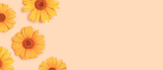 Banner with orange arnica flowers heads on a beige background. Springtime delicate composition with copyspace.