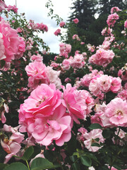 Blooming pink rose bush. Beautiful nature composition.