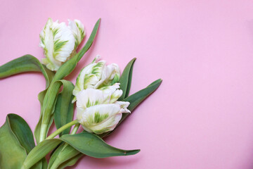 bouquet of white tulips on a pink background copy space