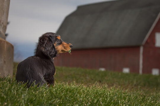 Lovely Dachshund Puppy Dog Sitting In Front Of Country House During Twilight  With Four Leaf Clover In His Mouth.