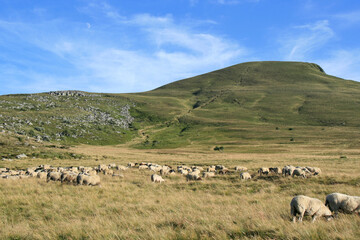Fototapeta na wymiar sheep flock in auvergne (france) 