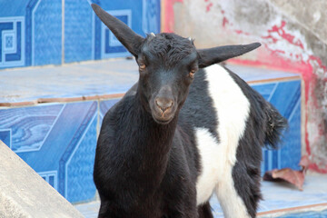 young goat in laos 