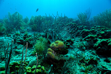 Viele Weichkorallen säumen das Riffdach