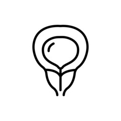 Human organ bladder line icon. Isolated vector element.