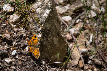 Butterfly Wall Fox, Wall Brown (Lasiommata megera) sits on stony ground in the sunlight