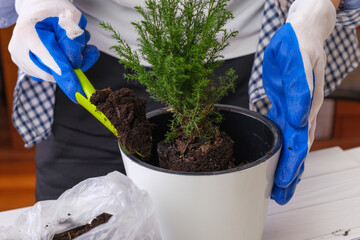 Woman in gardening gloves transplants an indoor juniper bush into a large flower pot. Gardener...
