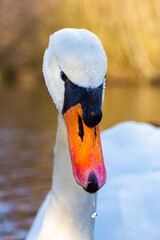 Schwan