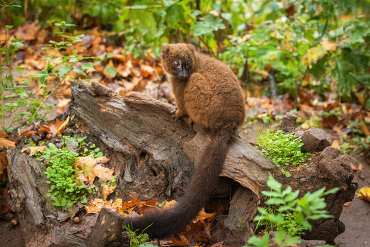 Portrait of an adult female red-bellied lemur (Eulemur rubriventer) in a tree, taken from behind