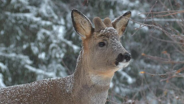 roe deer animal portrait head sniff nose watching Capreolus capreolus