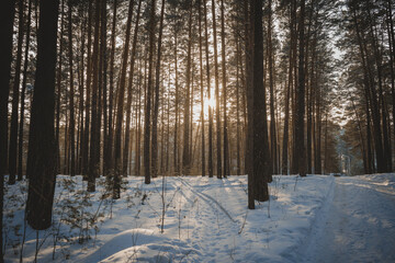 nature sunset forest trees rays of light snow winter paths forest belt nature