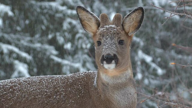 roe deer animal portrait head sniff nose smells watching Capreolus capreolus