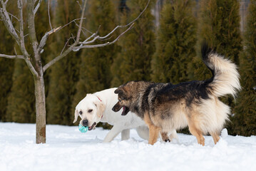 Two dogs labrador and mongrel run in the snow playing ball