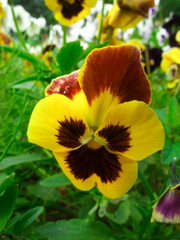 tricolor yellow violets
