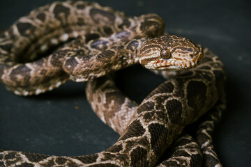brown snake boa constrictor sits in anticipation of an attack on a black