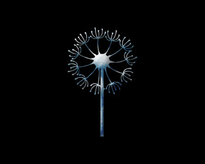 Dandelion, Make a Wish symbol Cloads icon Cloady logo illustration