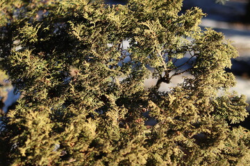 View of an evergreen shrub 
