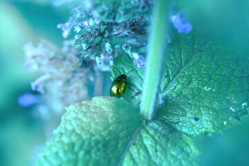 A magical, fairy-tale world, a beetle on a mint leaf, catnip flowers in the background
