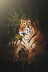 portrait of a tiger