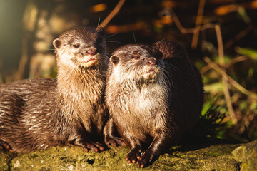 otters on the rock