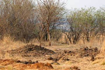 Rhino Midden, South Africa