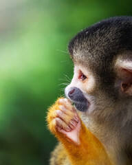 Obraz premium portrait of a monkey