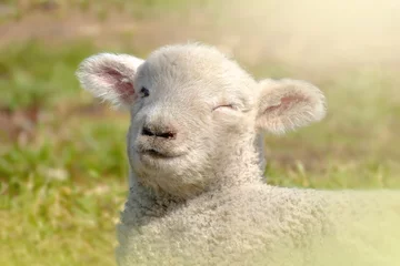  sheep lamb face winking in field © Alexandra Macey