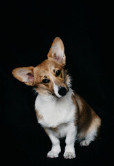 Cachorro corgi cabeza de lado en fondo negro