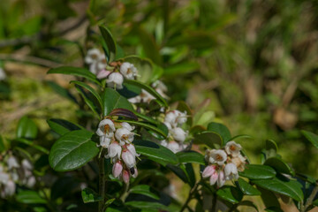 Lingonberry flowers in spring in the forest