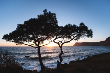 Fototapeta na wymiar Silhouette of two trees against the sunset on the sea