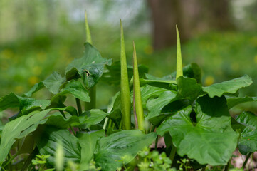 Arum maculatum green lily flowers in bloom in the forest, snakeshead flowering plant