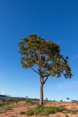 Árvore em destaque no cerrado em Minas Gerais.