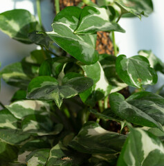 Close-up of pothos leaves