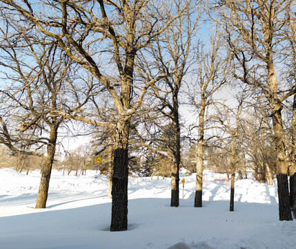 A Small Oak Grove in the City