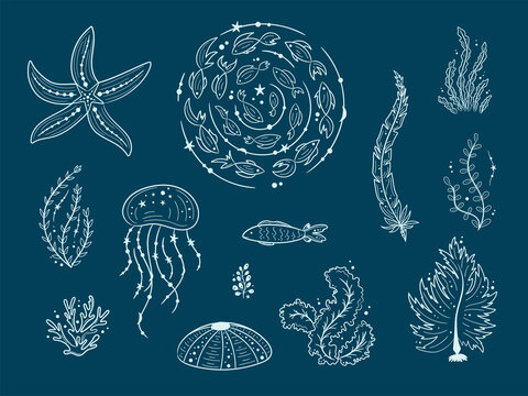 Silhouettes of sea life outline isolated on dark background. Vector Hand drawn illustrations of engraved line. Collection of sketches jellyfish, fish, seaweed, corals, seashells, sea urchin © Elena Iakovleva